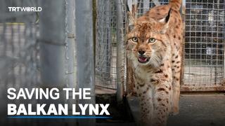 Scientists say fewer than 40 Balkan lynx left in the wild