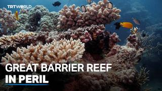 Report: Australia falls short in Great Barrier Reef efforts