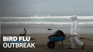 Peru, Ecuador declare health emergency after bird flu outbreak
