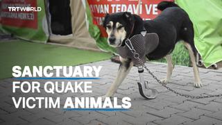 Animal care tents set up in quake-stricken Gaziantep