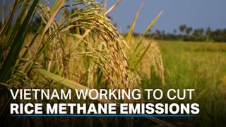 Vietnam makes effort to cut methane emissions from rice fields