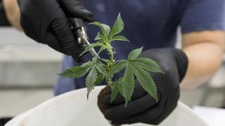 Cannabis sector poised for major growth | Money Talks