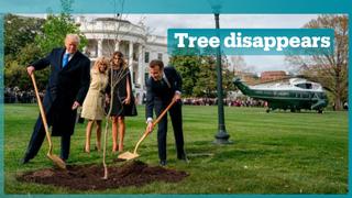 White House tree vanishes
