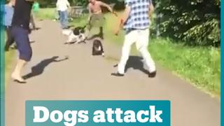German man sets his dogs on Syrian refugee