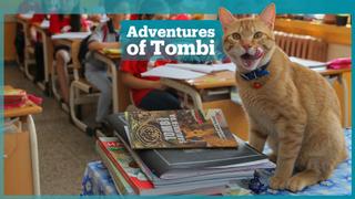 Tombi the cat becomes beloved book character
