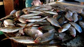 Fish sellers revive conflict-hit market in Iraq