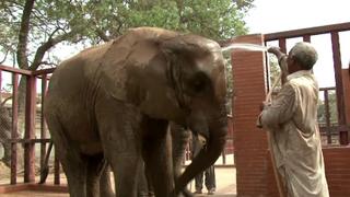 Pakistan Zoo: Animals neglected due to lack of resources