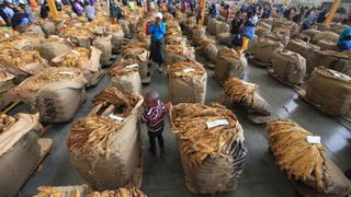 Zimbabwe`s Agriculture: Tobacco production reaches record high