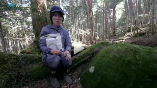 Japanese Moss: Utilised as environmentally friendly insulation