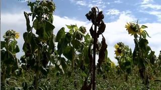 Europe Drought: Farmers warn hot weather will affect harvest