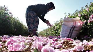 Rose industry blossoms in Turkey's Isparta | Money Talks