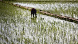 Senegal Rice: Senegal on mission for rice self-sufficiency