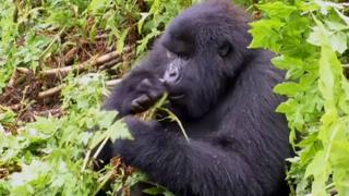 Rwanda's Gorilla Park: Gorilla park lowers fees to attract tourists