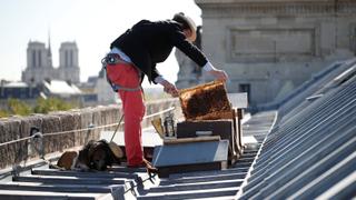 Paris Bees: Beekeepers use Paris' rooftops to harvest honey