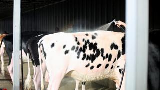 Cow Methane: Swiss firm invents feed to reduce methane gas