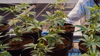 Canada legalises marijuana for recreational use | Money Talks
