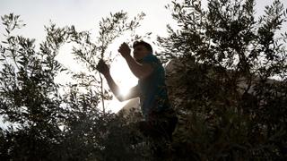 Palestine Harvest: UN: Attacks on Palestinian olive trees triple