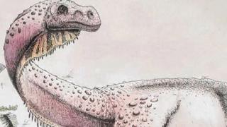 South Africa Fossil: Paleontologists discover rare reptile