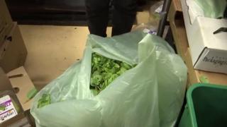 E. Coli Outbreak: Romaine lettuce gets US health warning