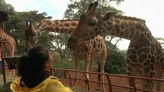 Kenya Wildlife: Plan to save critically endangered giraffes