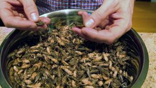 Edible insects increasingly popular in the UK | Money Talks