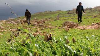 The War In Syria: Mushrooms a risky replacement for meat