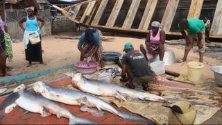 Endangered Sharks: Shark numbers drop significantly in Liberia