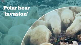 State of emergency over a polar bear 'invasion'