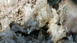 Israel Environment: Sea squirts sucks up plastic from the sea