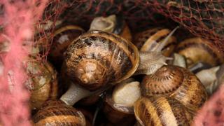 Snails gain popularity in Egyptian beauty treatments | Money Talks