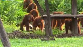 Saving Orangutans: Star-spotting used to court orangutans