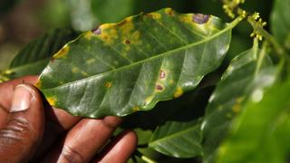 Ugandan doctor uses organic herbs for skincare products | Money Talks