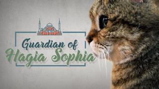 My Turkey: Meet the cat that guards the Hagia Sophia