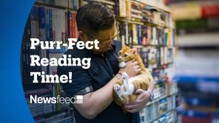 This Hong Kong bookstore has been doubling as a cat shelter since 1978