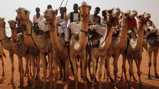 Ongoing protests way heavily on camel trade | Money Talks