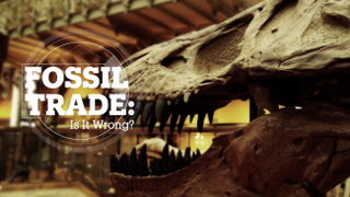 FOSSIL TRADE: Is it wrong?