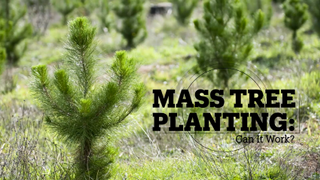 MASS TREE PLANTING: Can It Work?