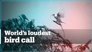 Listen to the loudest bird call ever recorded