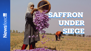 Kashmiri Saffron: World’s Costliest Spice Affected By India’s Lockdown