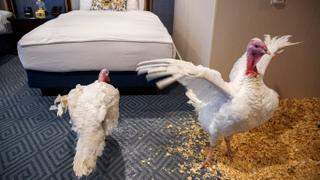 Plant-based turkey in demand for Thanksgiving | Money Talks