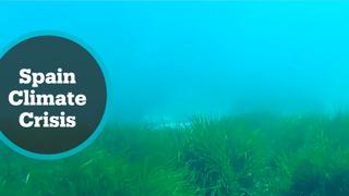 Spain Climate Crisis: Underwater seagrass meadows help fight global heating