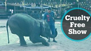 Thai sanctuary gives elephants freedom to roam