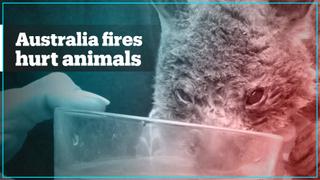 Volunteers struggle to save wild animals from Australia fires