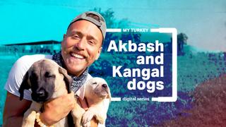My Turkey: Native dog breeds Kangal and Akbash