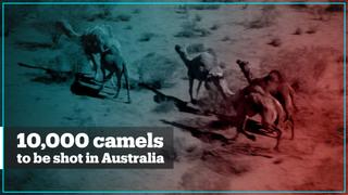 10,000 camels in Australia are being shot due to drought