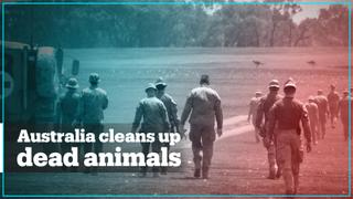 Military personnel clean up dead wildlife in Australia