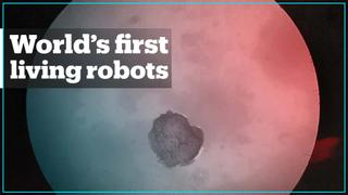 World’s first living robots created from frog stem cells