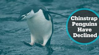 Chinstrap penguin population plunges 77% in past 50 years
