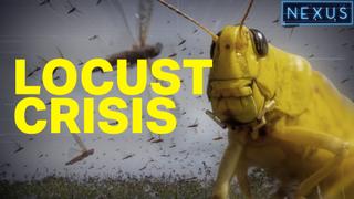 'We need to act now' The fight to contain billions of Locusts wreaking havoc across East Africa