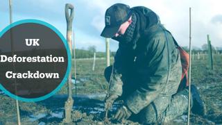 Deforestation Crackdown: UK set to start crackdown on illegal timber & deforestation